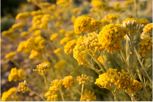 Discover the Power of Helichrysum: The Star Ingredient in Our All-Organic, Restorative Beauty Serum