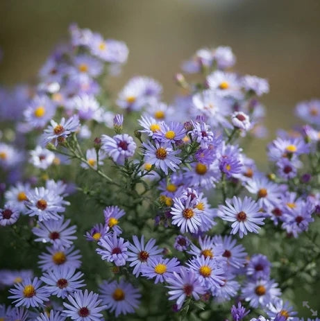 Blue Chamomile: The Calming Powerhouse for Skin Health and Healing