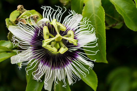 Passionfruit Oil: The Tropical Elixir Your Skin Has Been Waiting For